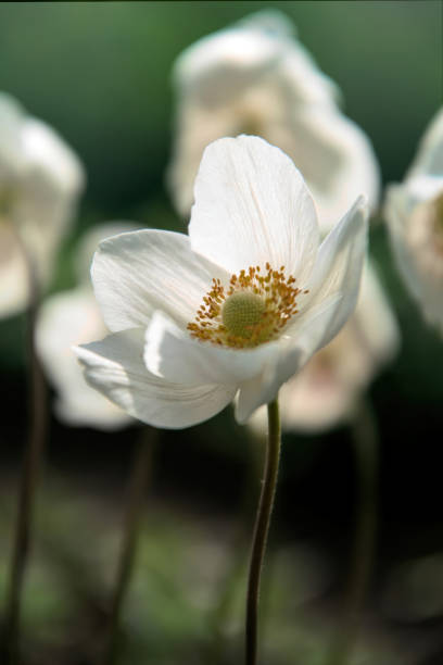 istock White delicate anemone flower in the spring garden 1298187899
