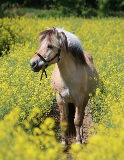 beautiful fjord horse is standing in a rape seed field