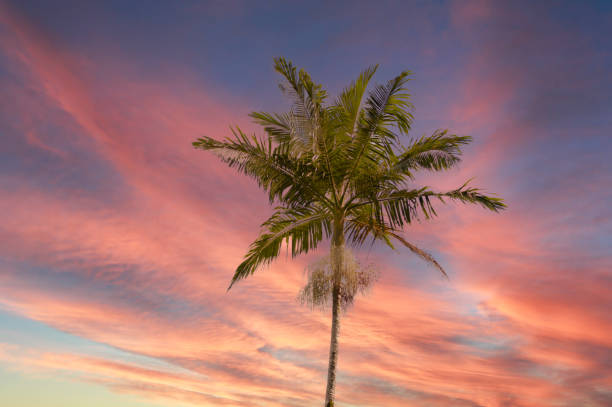 istock Palm tree in front of cloudy colorful sky at sunset in Hawaii 1298189189