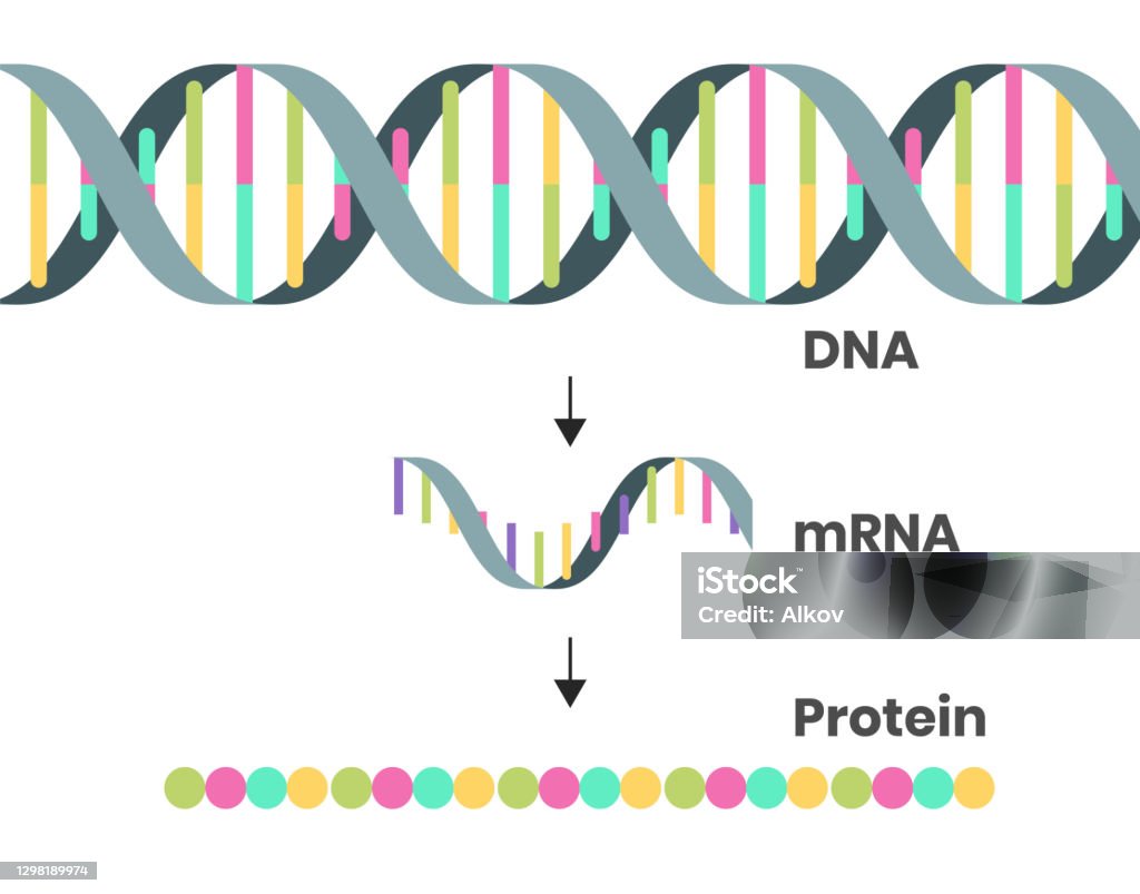 Protein syntesis schematic illustration. Illustration of the DNA, mRNA and polypeptide chain isolated on white Protein syntesis schematic illustration. Vector illustration of the DNA, mRNA and polypeptide chain DNA stock vector