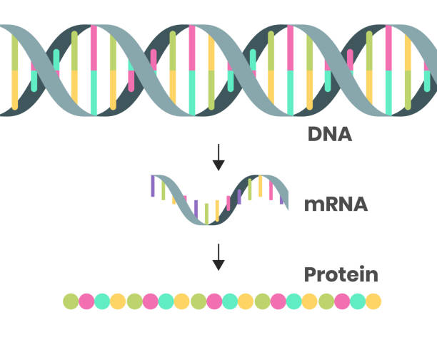 Protein syntesis schematic illustration. Illustration of the DNA, mRNA and polypeptide chain isolated on white Protein syntesis schematic illustration. Vector illustration of the DNA, mRNA and polypeptide chain rna stock illustrations