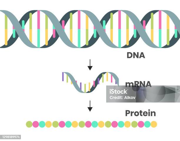 Protein Syntesis Schematic Illustration Illustration Of The Dna Mrna And Polypeptide Chain Isolated On White Stock Illustration - Download Image Now