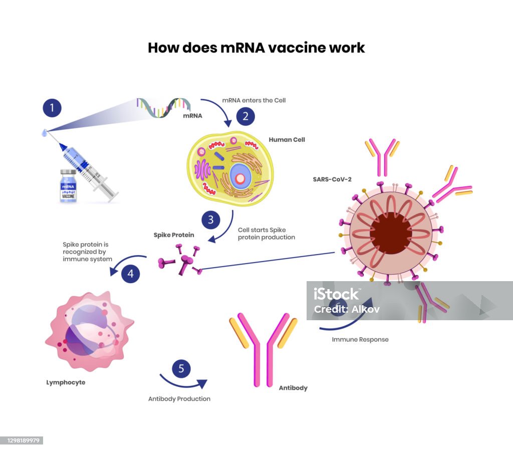 Механизм действия вакцин. Вакцина коронавирус MRNA. МРНК вакцины от коронавируса. Covid 19 vaccine MRNA. Механизм МРНК вакцины.
