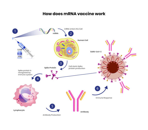 mRNA vaccine schematic illustration. Coronavirus vaccine mechanism of action mRNA vaccine schematic illustration. Coronavirus vaccine mechanism of immune response human cells stock illustrations