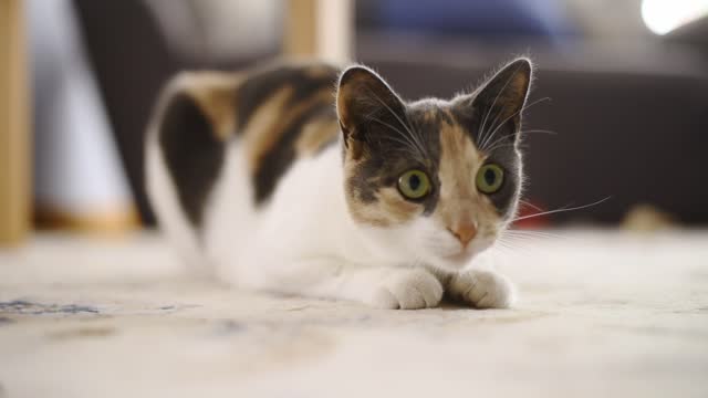 Cute kitten stalking a toy in a residential home