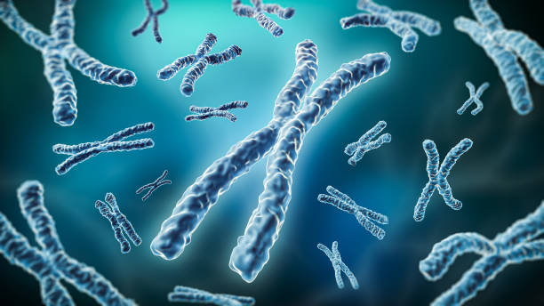istock Pair of chromosomes on a blue background 3D rendering illustration. Genetics, reproduction, meiosis, science, medicine concepts. 1298190124