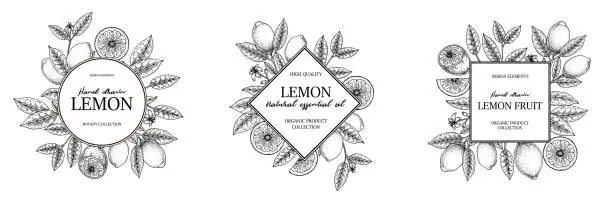 Vector illustration of Set of hand drawn vintage lemon frames. Vector illustration in sketch style isolated on white. Print, package, card design.