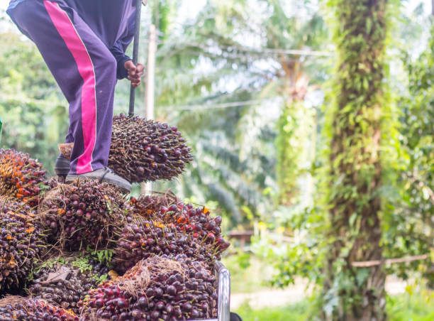 istock Man working in palm oil garden. 1298191368