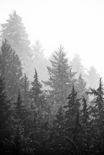 Winter forest morning fog diagonal tree line