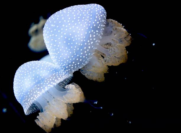 white-spotted jellyfish - white spotted jellyfish imagens e fotografias de stock