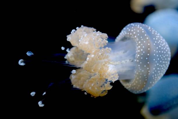 meduza z białymi plamami - white spotted jellyfish obrazy zdjęcia i obrazy z banku zdjęć