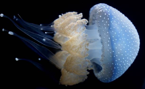 white-spotted jellyfish - white spotted jellyfish imagens e fotografias de stock