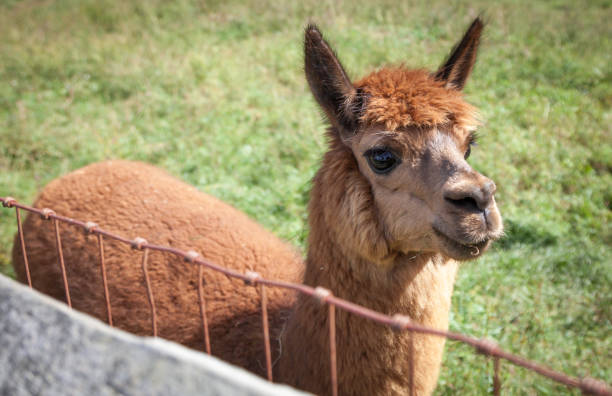 istock Llama by the Fence 1298195058