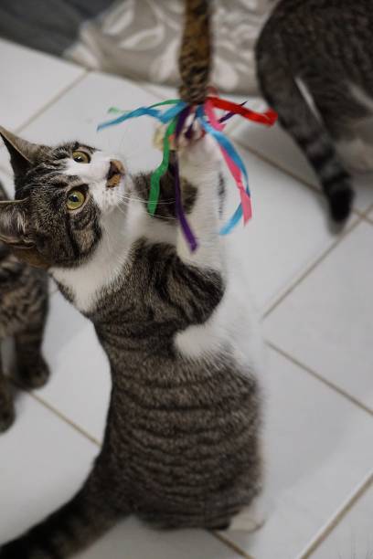 istock a beautiful shorthair cat is playing with a feathered toy 1298195100