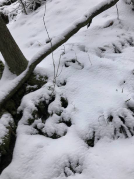 istock Beautiful snowy winter forest 1298195333