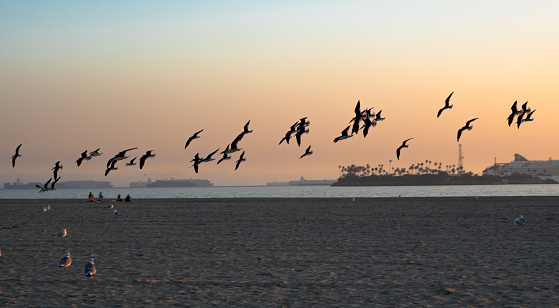 Golden hour view of a flock of seagulls flying in long beach sky