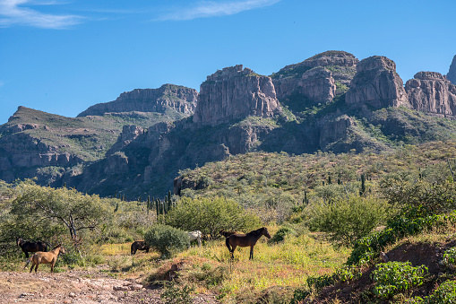 Desert landscape and wild horses in the Sierra de la Giganta south of Loreto. Baja California Sur, Mexico.