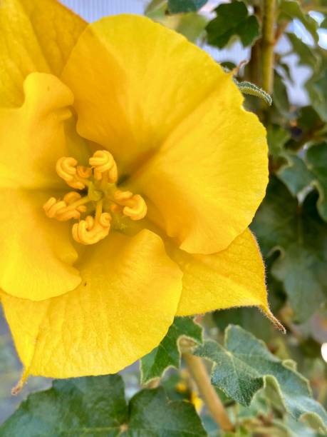 istock California flannelbush flower 1298198001