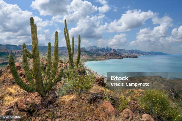 Sierra De La Giganta And The Sea Of Cortes Stock Photo - Download Image Now - Mexico, Baja California Peninsula, Cactus