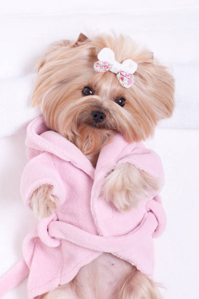 istock Yorkshire Terrier at Grooming Salon Spa 1298199538