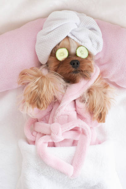 istock Yorkshire Terrier with Cucumbers on Her Eyes at Grooming Salon Spa 1298199748