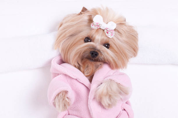 istock Yorkshire Terrier at Grooming Salon Spa 1298200002