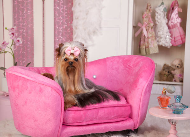 istock Glamorous Yorkshire Terrier Lying on a Pink Lounge Chair in Dressing Room 1298200048