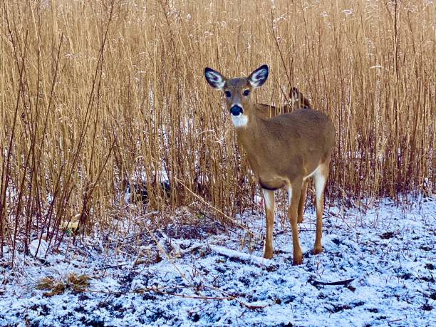 santuario de vida silvestre de deer's staten island new york - enzo fotografías e imágenes de stock