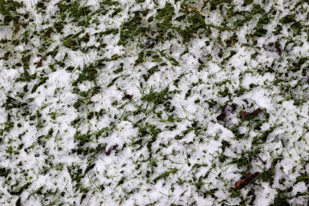 istock Nature background texture. First snow on the green grass. Top view 1298200723