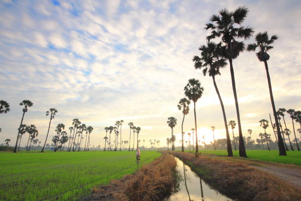 istock sugar palm in rice fields, Sam Khok District, Pathum Thani Province, Thailand 1298202164