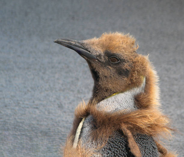 This king penguin chick, born on South Georgia Island in the South Atlantic Ocean, is waiting to finish molting and take to the water to find its own food.  Meanwhile, he or she is having a really bad hair day!