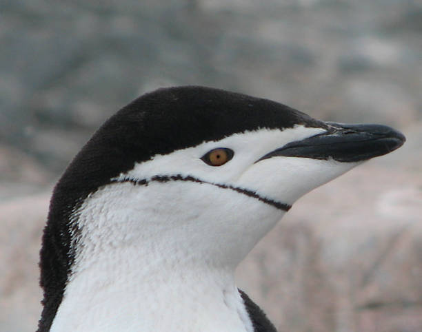 istock Antarctic Chinstrap Penguin Close-Up 1298204087