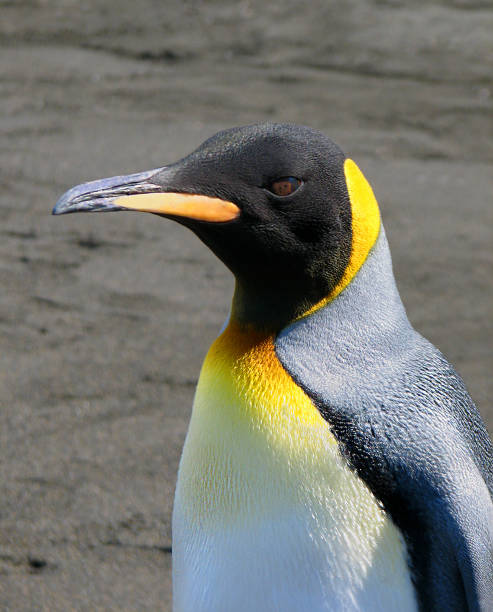 king penguin close-up - nobody beak animal head penguin fotografías e imágenes de stock