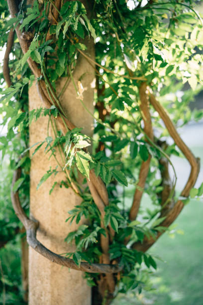 istock Wisteria branches twist along the stone pillar. 1298204166