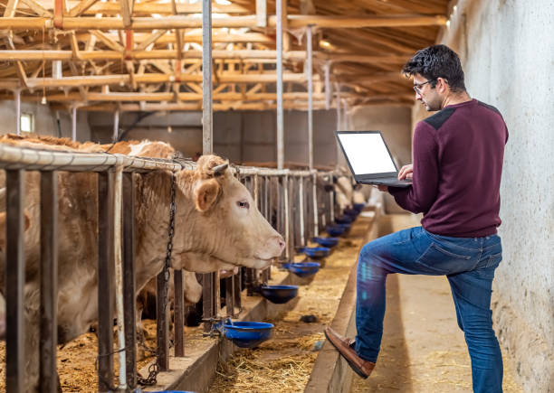 istock Young farmer holding modern laptop with blank screen in barn. 1298205122