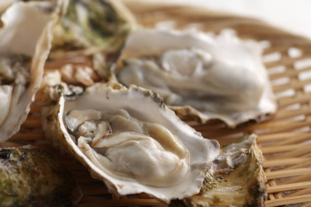 Oysters with shells of winter taste stock photo