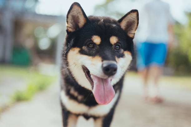 柴犬犬ペット アウトドアスマイリーの顔をクローズアップ - 柴犬 ストックフォトと画像