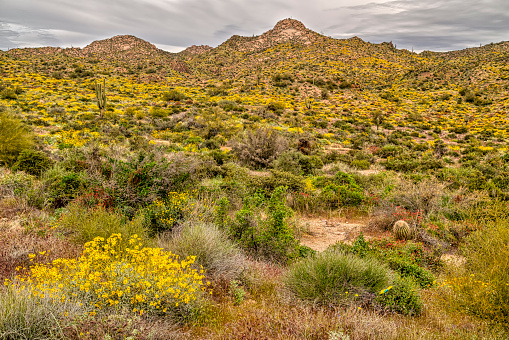 A view of the Sonoran Desert near Phoenix, Arizona.