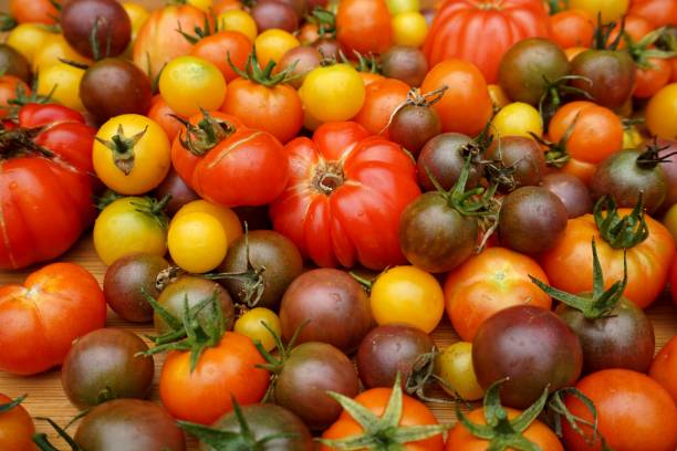istock Mix of colourful heirloom tomatoes 1298211331