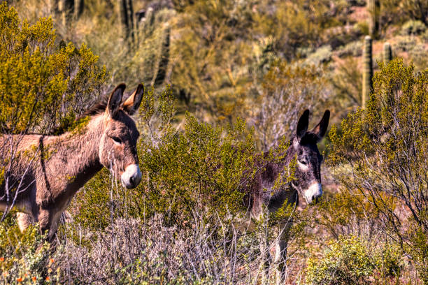 istock Wild burros in the Sonoran Desert 1298211368