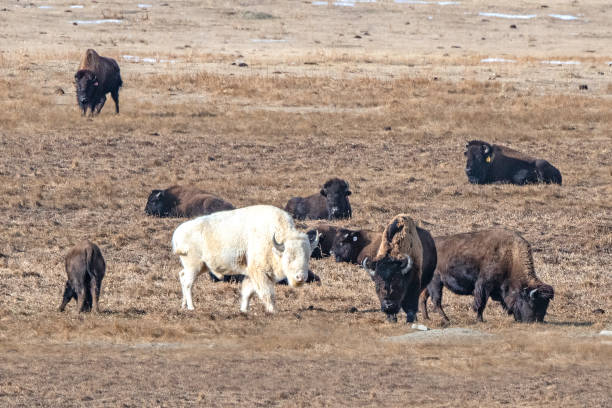 espírito búfalo branco socializando com búfalos na pradaria ocidental - white bison - fotografias e filmes do acervo