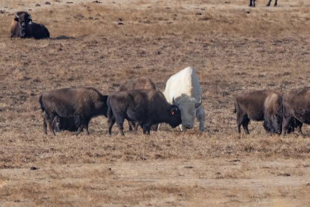 istock Spirit White Buffalo socializing with buffaloon western prairie 1298213206