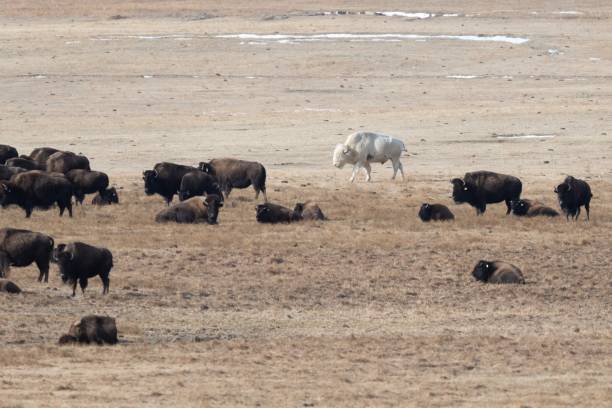 istock Spirit White Buffalo on western prairie 1298213213