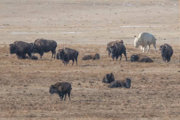 istock Spirit White Buffalo on western prairie 1298213217