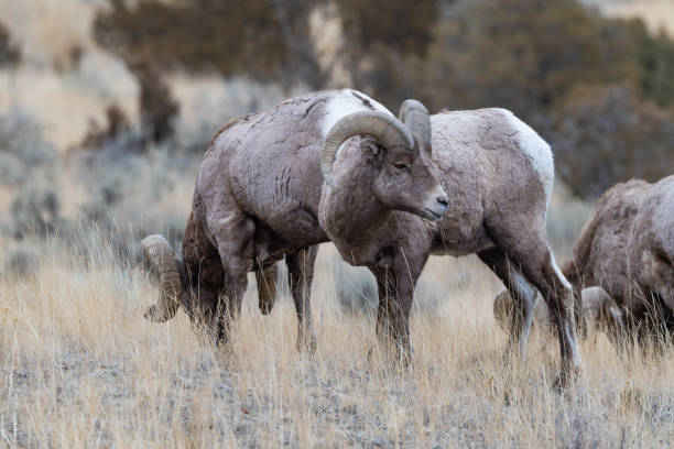 istock Big Horn rams grazing in Yellowstone ecosystem 1298213258