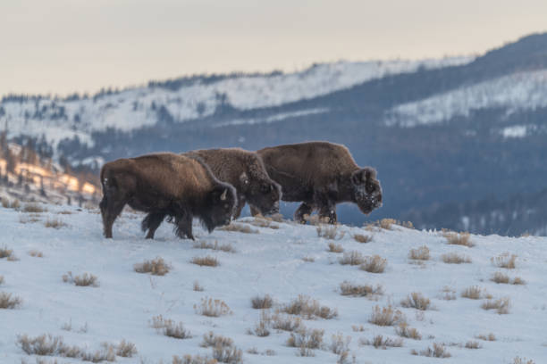 istock Mighty bison herd marching across northern Yellowstone 1298213296