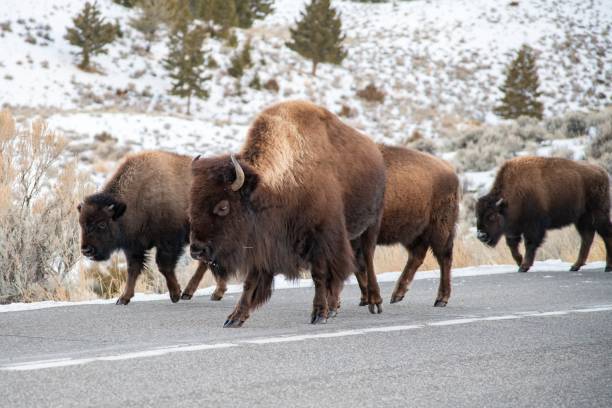 istock Mighty bison herd marching across northern Yellowstone 1298213416