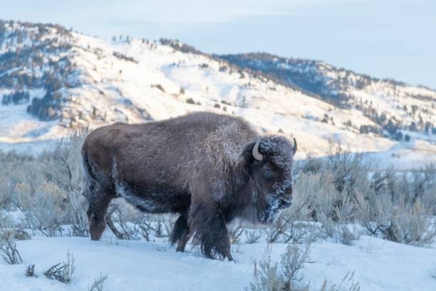istock Mighty bison herd marching across northern Yellowstone 1298213504
