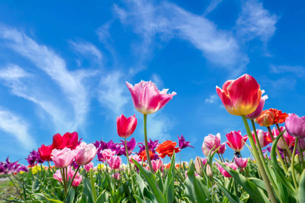 istock Spring tulips looking up at the blue sky 1298213507