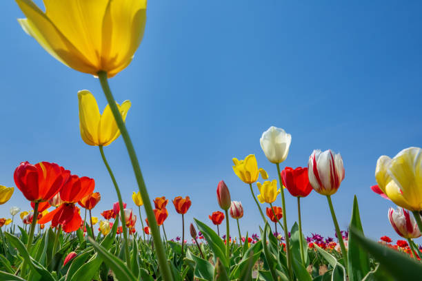 istock Spring tulips looking up at the blue sky 1298213519